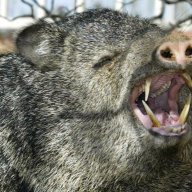 javelina