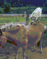 jackass know GIF